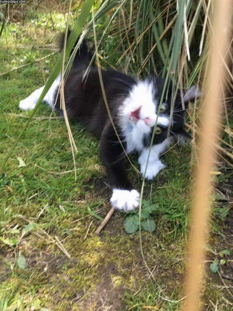 In The Grasses