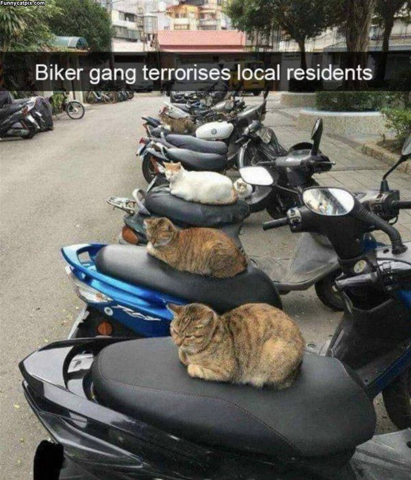 The Biker Gang