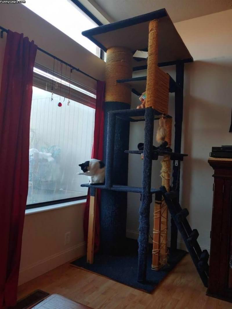 The Cat Tower