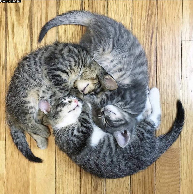 The Circle Of Cats