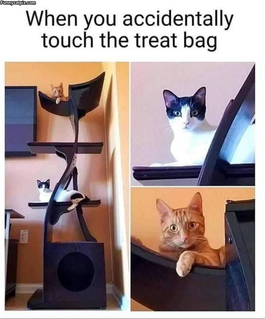 The Treat Bag