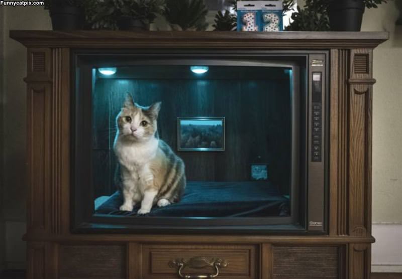 Tv Kitty